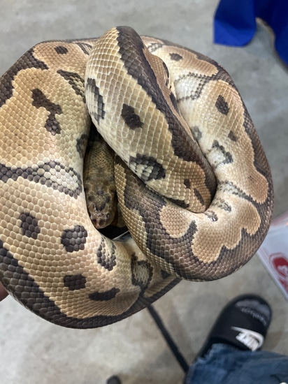 Clown Ball Python by Feathers fins and furs
