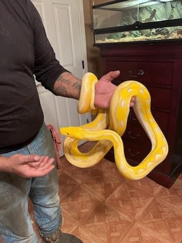 Titanium Lavender Dawrf 50%Kalatoa 25% Jampea Reticulated Python by ...