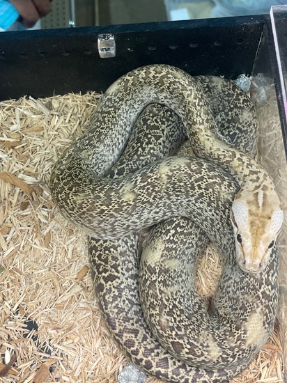 Granite Het Gc Burmese Python by Feathers fins and furs