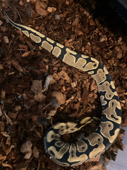 Yellow Belly Het Orange Crush Ball Python by Feathers fins and furs
