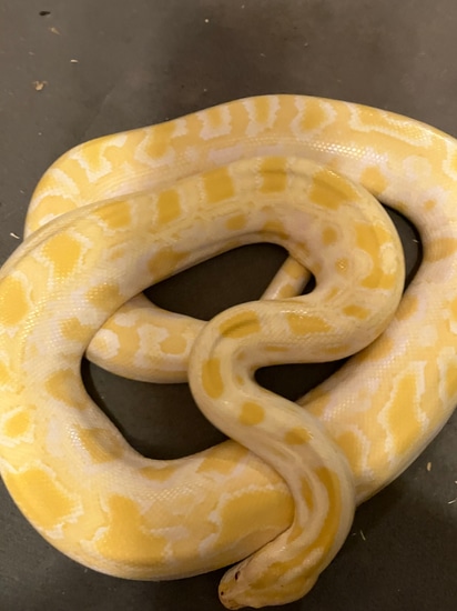 Albino Burmese Burmese Python by Feathers fins and furs