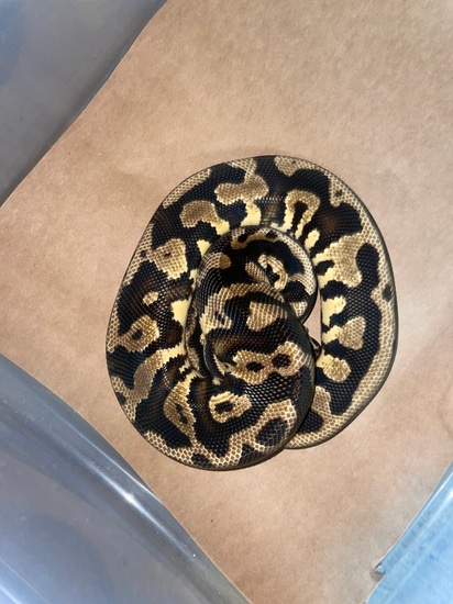 Pastel Leopard Yb Confusion Ball Python by Feathers fins and furs
