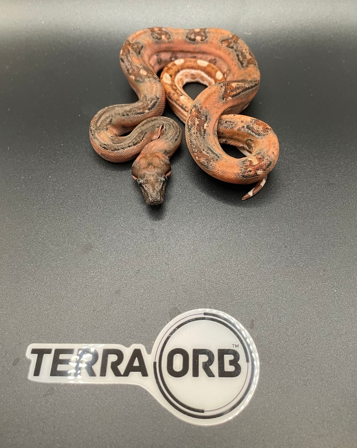 Hypo Leopard Boa Constrictor by TerraOrb MorphMarket