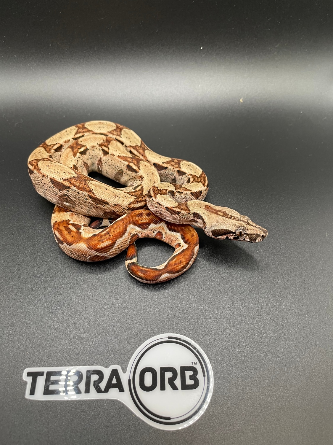 Hypo Boa Constrictor by TerraOrb MorphMarket