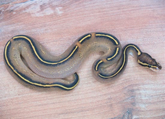 Phantom Vanilla Freeway Ball Python by Terratorium