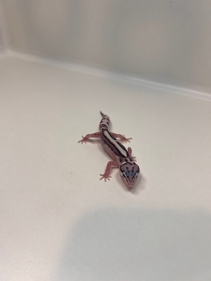 Mack Snow Jungle Leopard Gecko by Terrestrial Reptiles