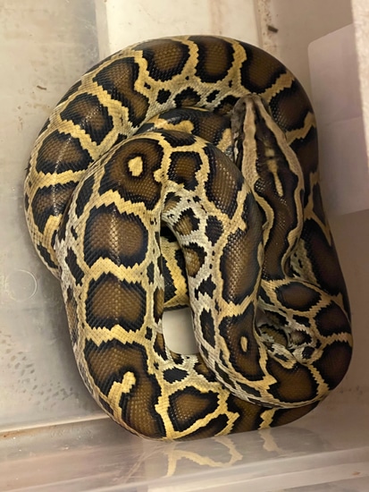 Normal Burmese Python by Big Daddy’s Reptiles and more