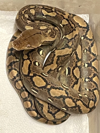 Het OGS Reticulated Python by Cajun Morphs