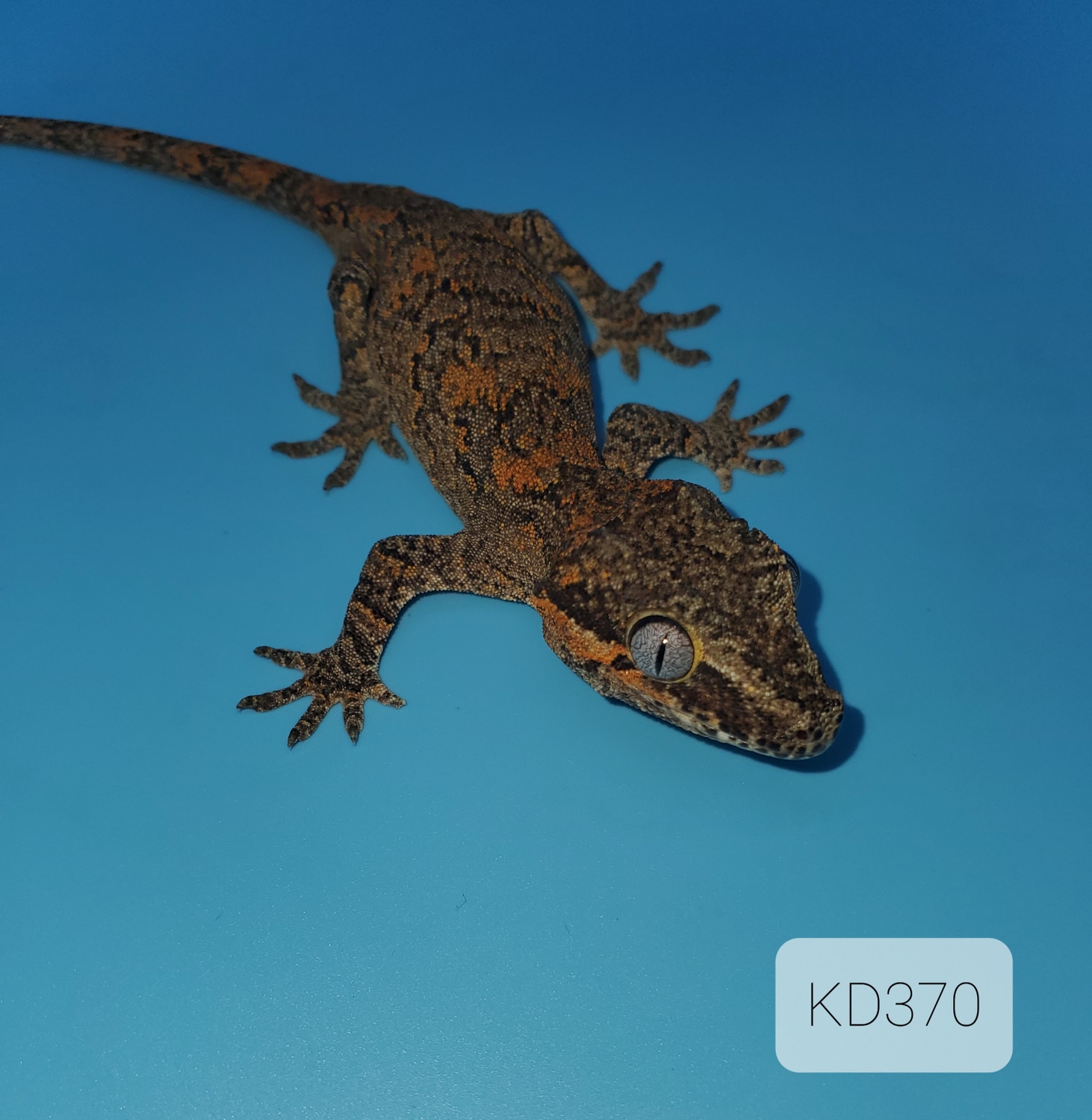 Orange Blotch Reticulated Gargoyle Gecko by Tesla's Geckos MorphMarket