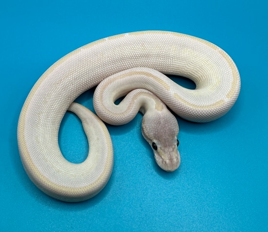 Opal Diamond 100% Het. Ultramel Ball Python by Skyline.Reptiles