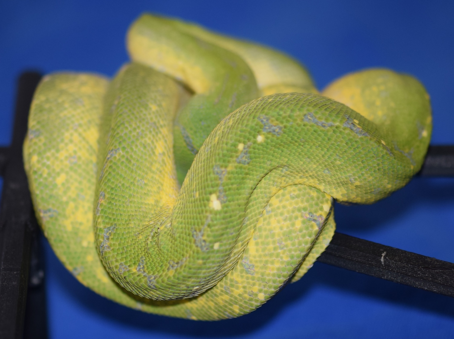 HY Wyatt Line X BM Jayapura ZM2202 Green Tree Python by Texas