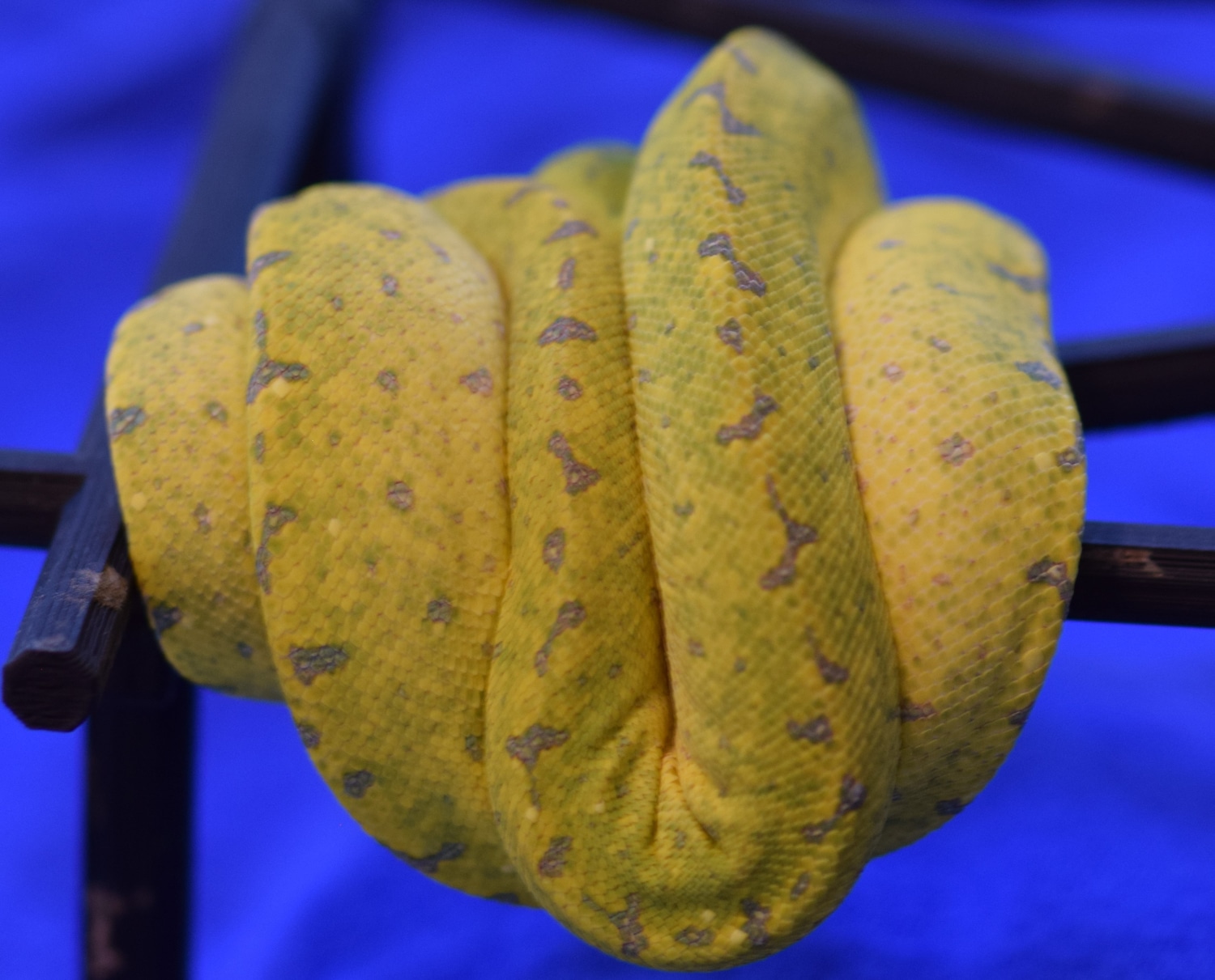 HY Wyatt Line X BM Jayapura ZM2205 Green Tree Python by Texas