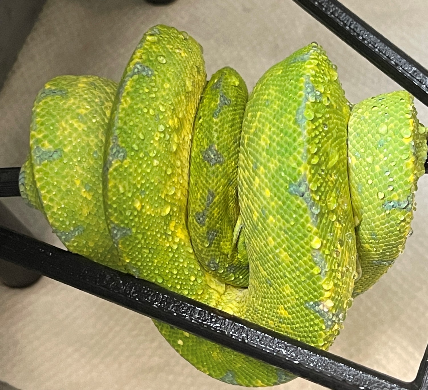 HY Wyatt Line X BM Jayapura - ZM22-03 Green Tree Python by Texas ...