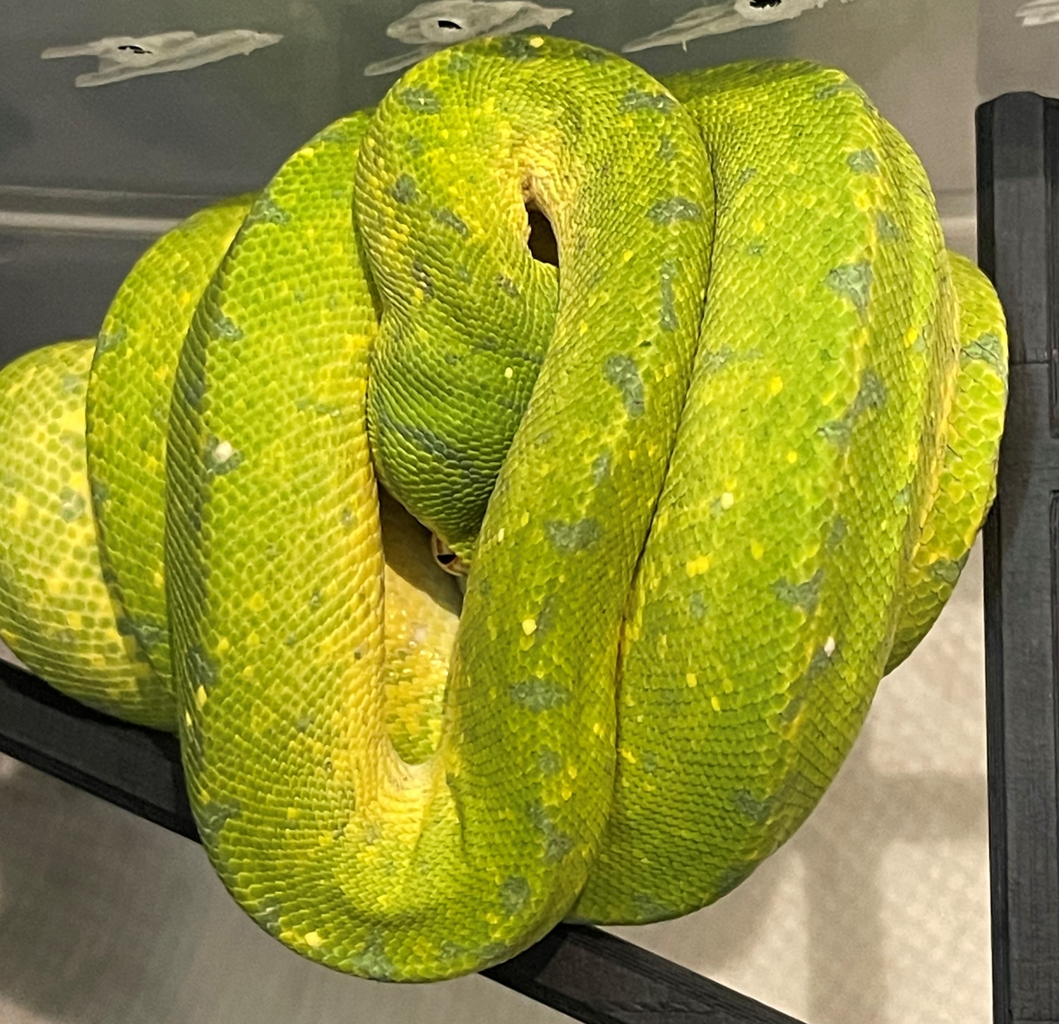 HY Wyatt Line X BM Jayapura - ZM22-05 Green Tree Python by Texas ...