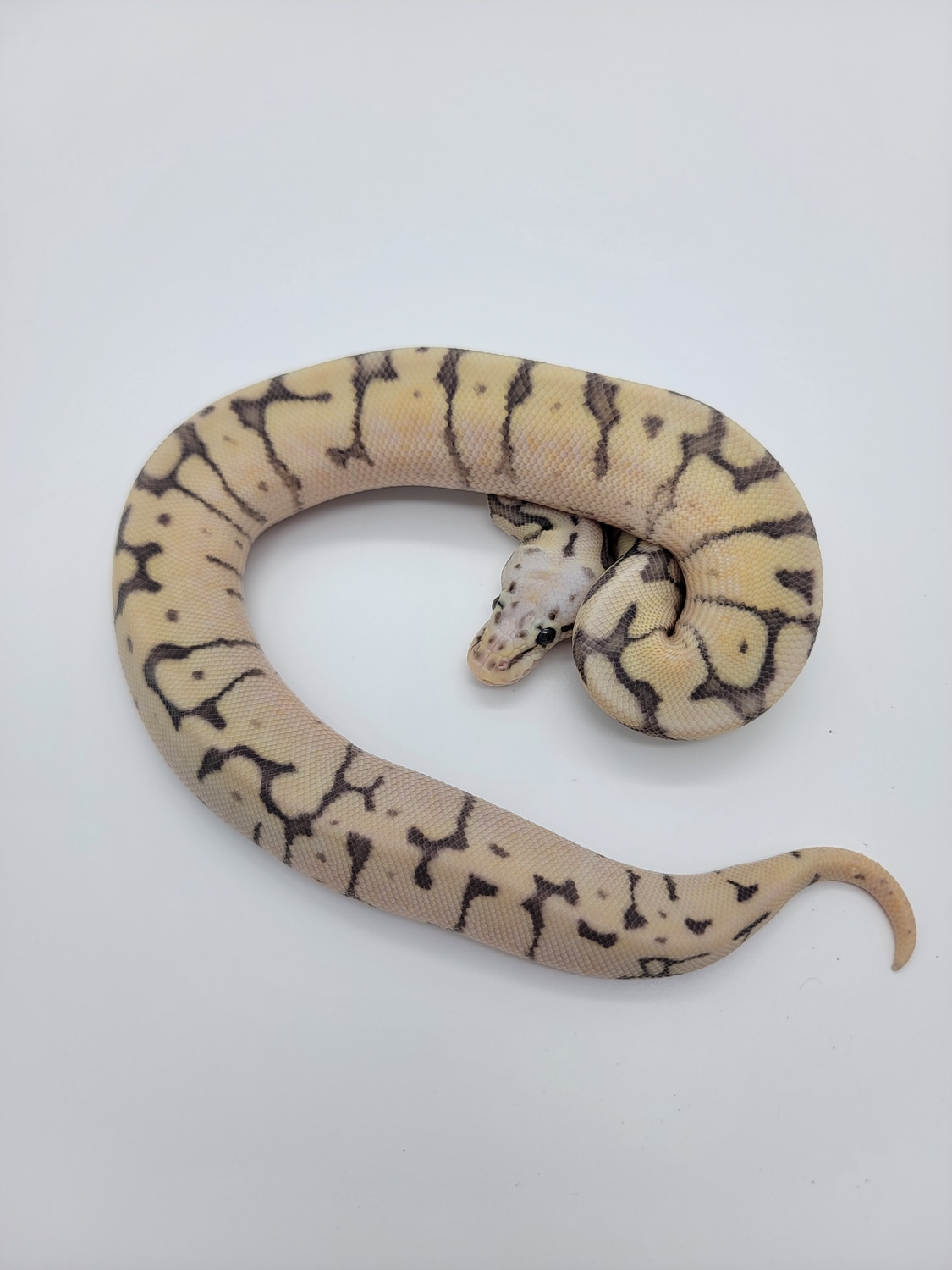 Super Pastel Fire Spider Ball Python by Vaughan's Pythons - MorphMarket