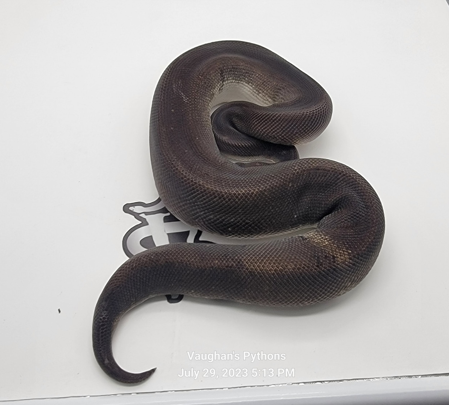 Super Cinnamon Ball Python by Vaughan's Pythons - MorphMarket