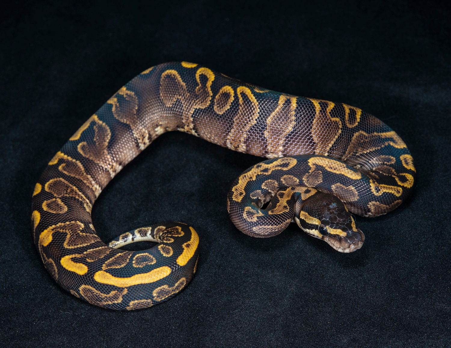 GHI Yellow Belly Ball Python by Texoma Reptiles's Store - MorphMarket