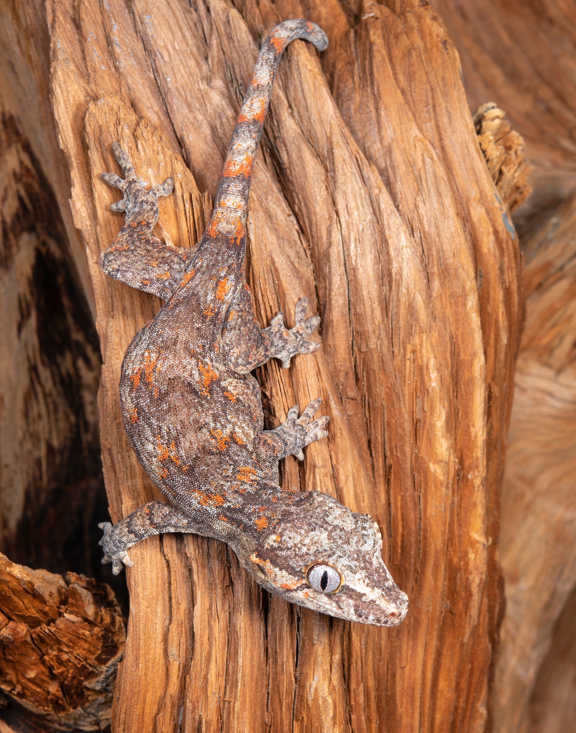 Reticulated Gargoyle Gargoyle Gecko by Texoma Reptiles's Store