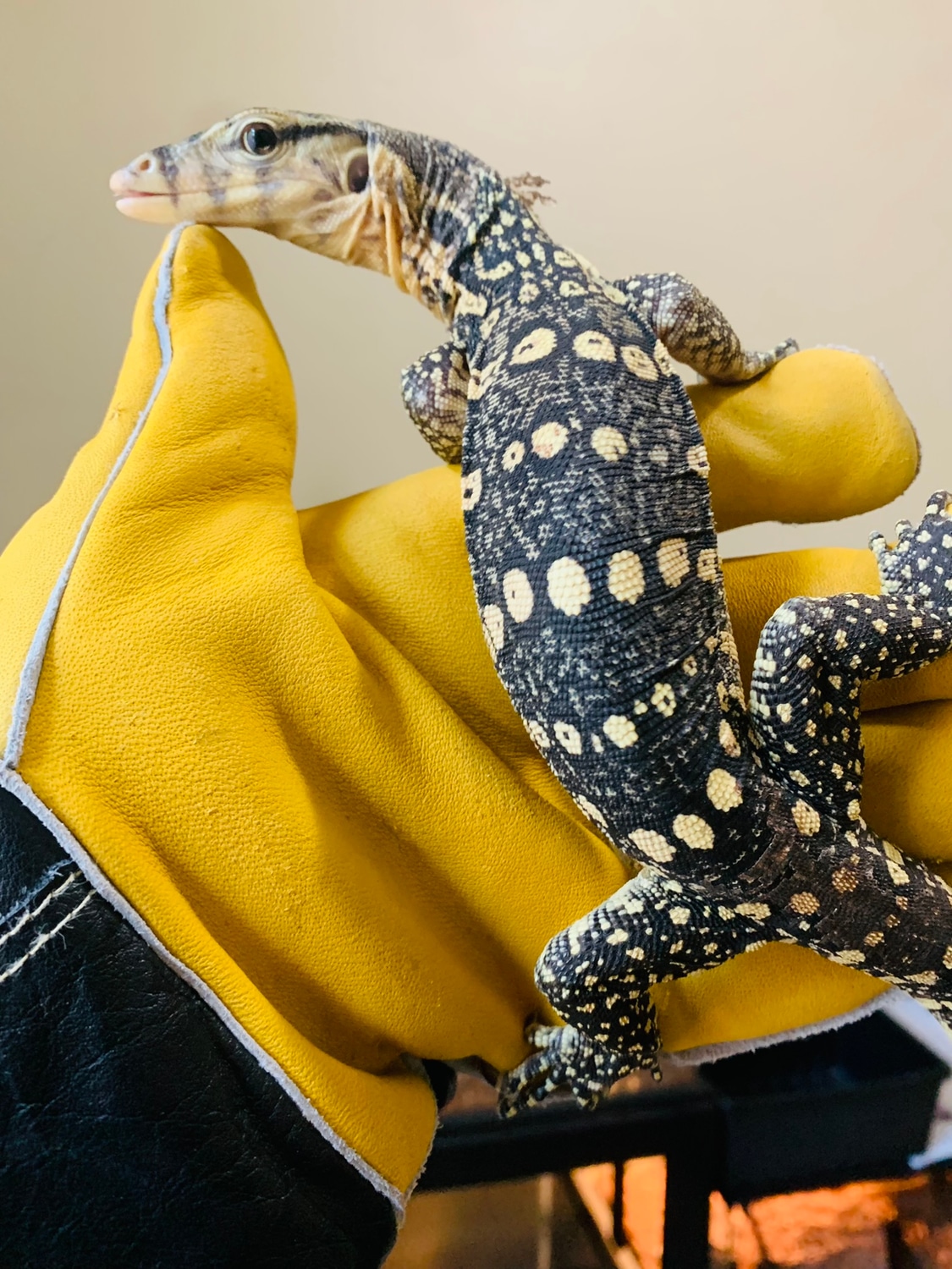 Nerd Guru Line Water Monitor by Texoticas - MorphMarket
