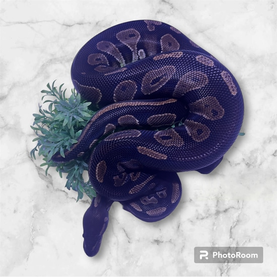 Black Head Ball Python by TF Reptiles