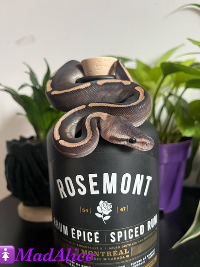 Super GHI Cinnamon 50% Het Cryptic Ball Python by TF Reptiles