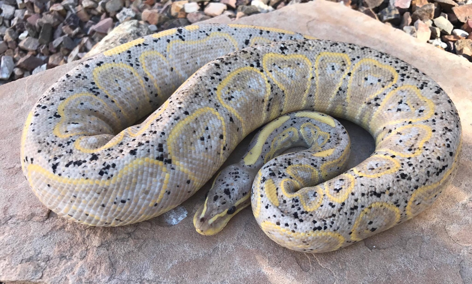Black Pastel Banana Hypo Ball Python by TGExotics MorphMarket