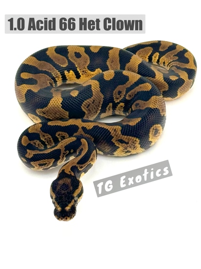Acid 66% Het Clown Ball Python by TGExotics