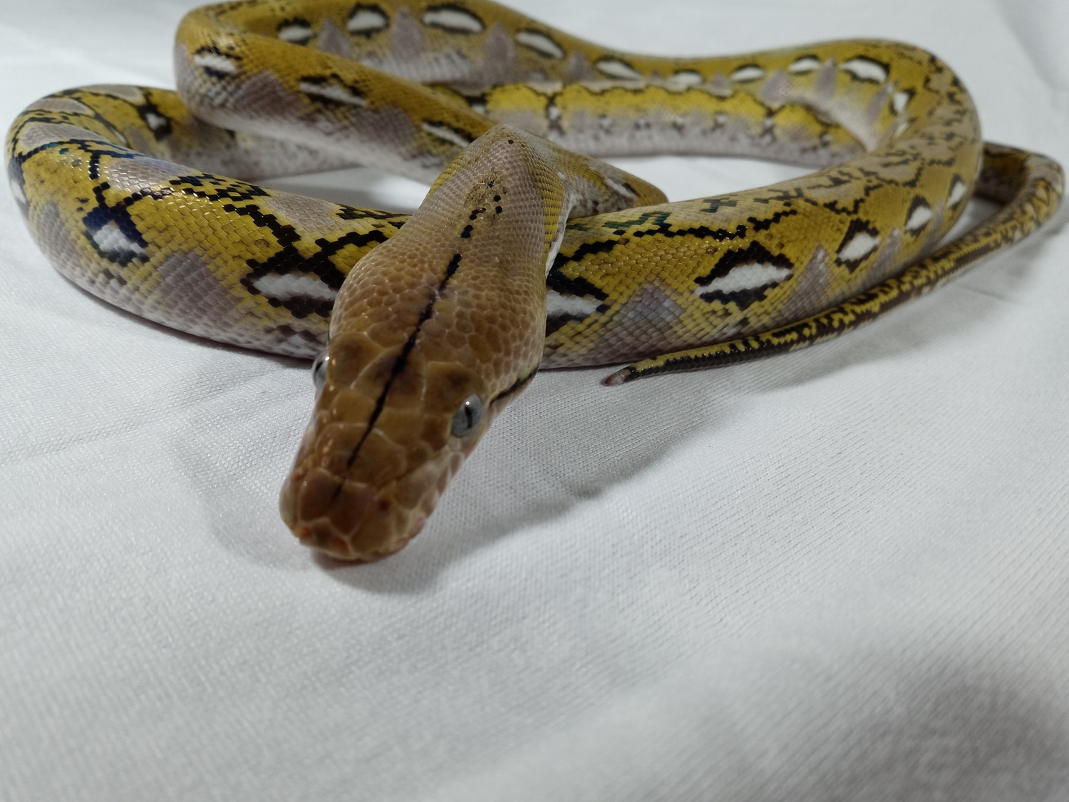 Yearling Dwarf Platinum Anery Reticulated Python by TGR Exotics ...