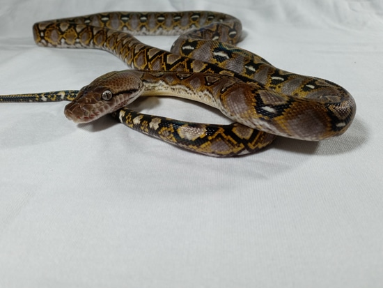 Yearling Citrus Het Pied 66% Het Albino Reticulated Python by TGR Exotics