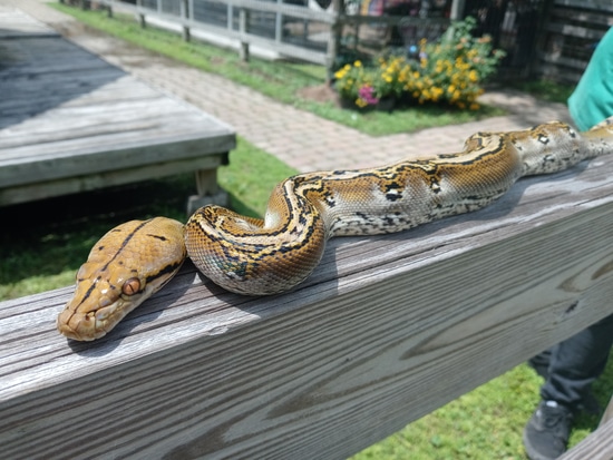 Marble Citrus Het Pied 66% Het Albino Reticulated Python by TGR Exotics