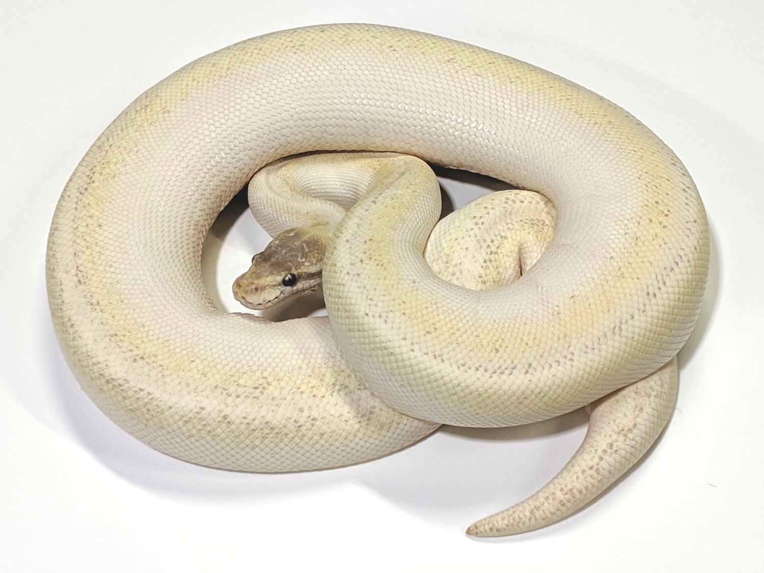 Super Mojave Ball Python by TGR Rack Systems - MorphMarket