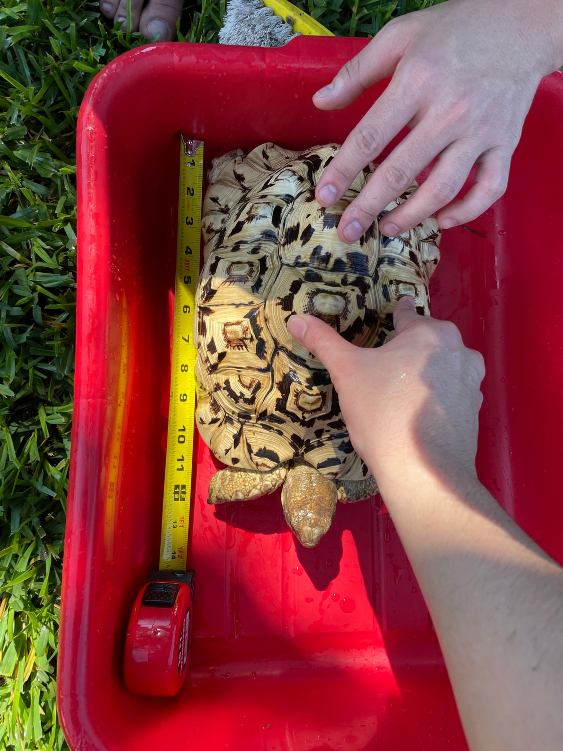 pair-captive-bred-leopard-tortoise-by-aiden-reptiles-morphmarket