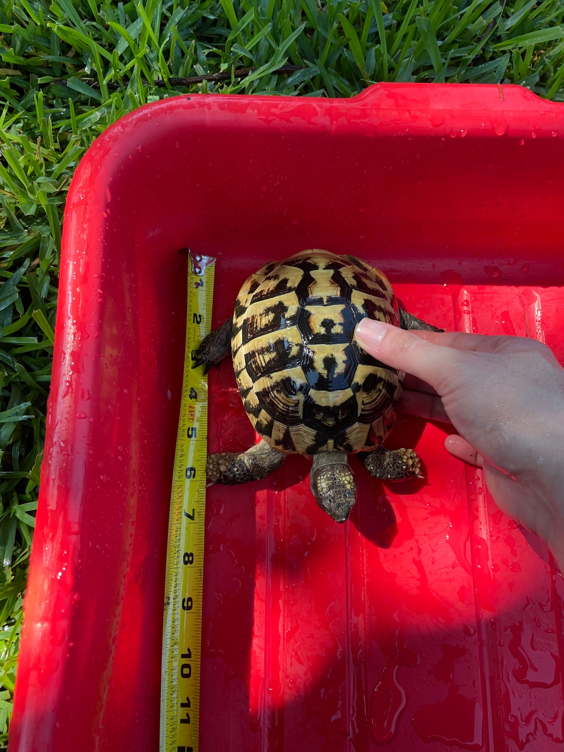 *Captive Bred Breeder * Pair Of Tortoises Hermann's Tortoise by Aiden