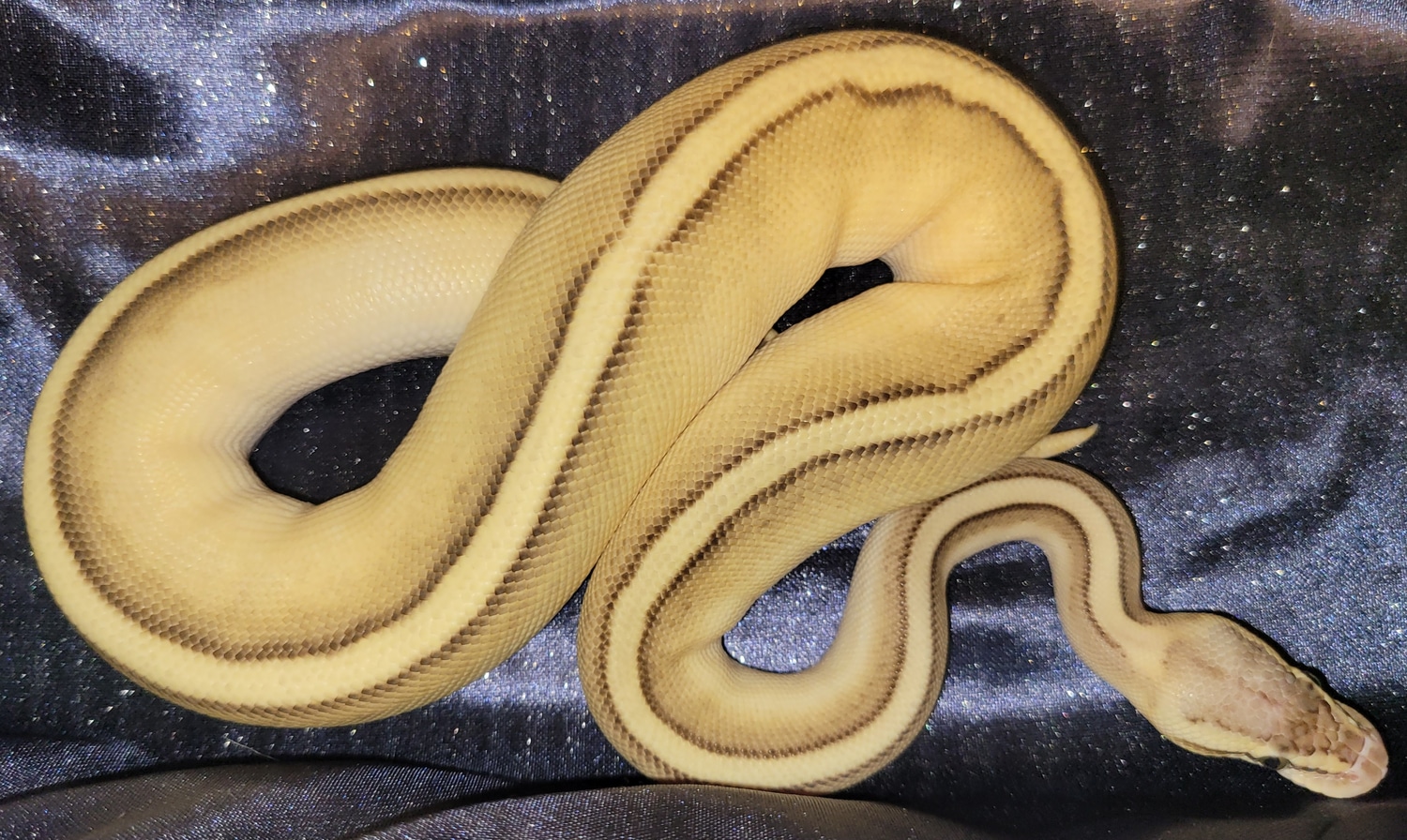 Pastel Butter G-Stripe Ball Python by Chromatic Creations - MorphMarket