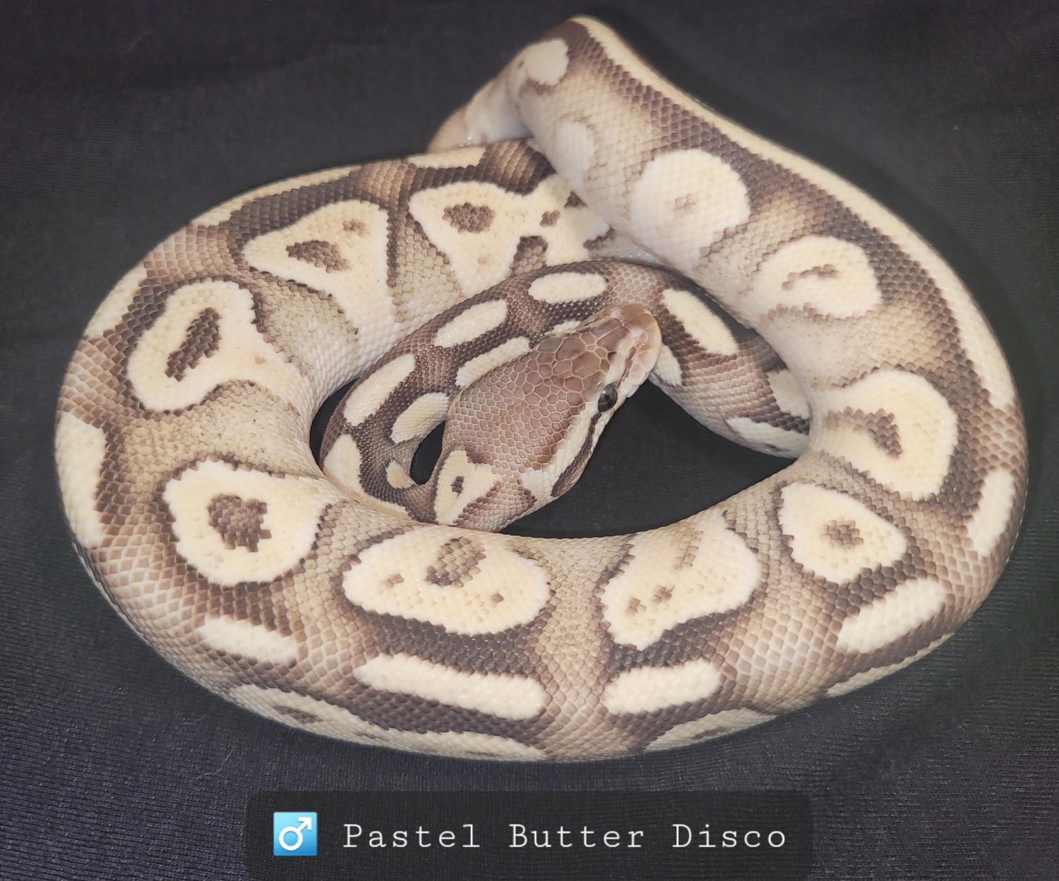 Pastel Butter Disco Ball Python by Chromatic Creations MorphMarket