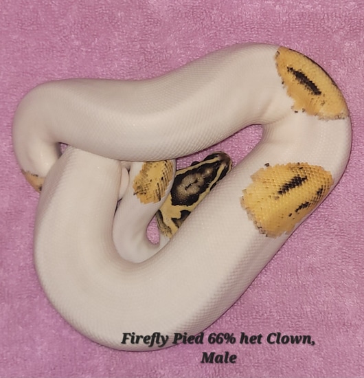 Firefly Pied 66% Het Clown Ball Python by Chromatic Creations
