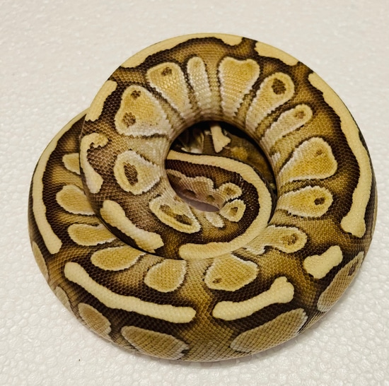 Fire Lesser Ball Python by TharinT Reptiles