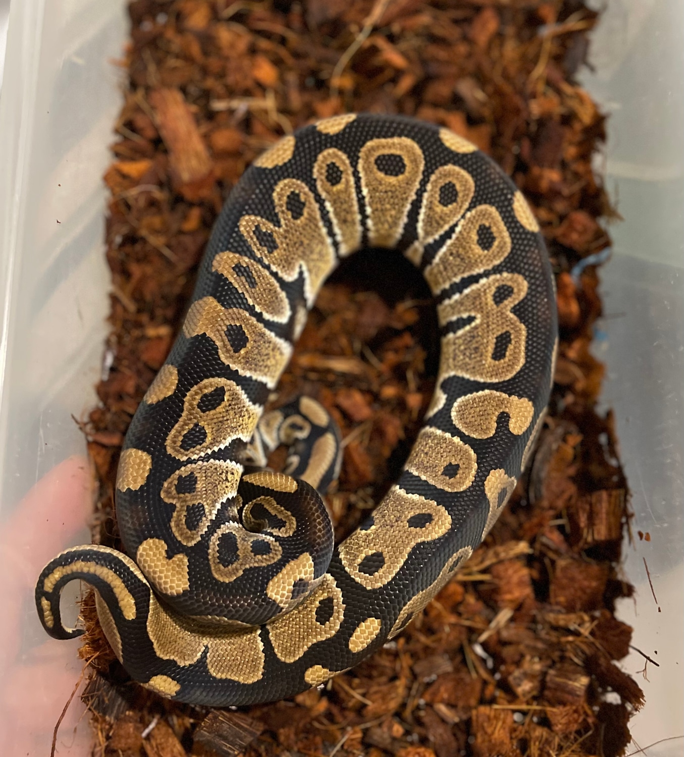 Chocolate Ball Python by TharinT Reptiles - MorphMarket