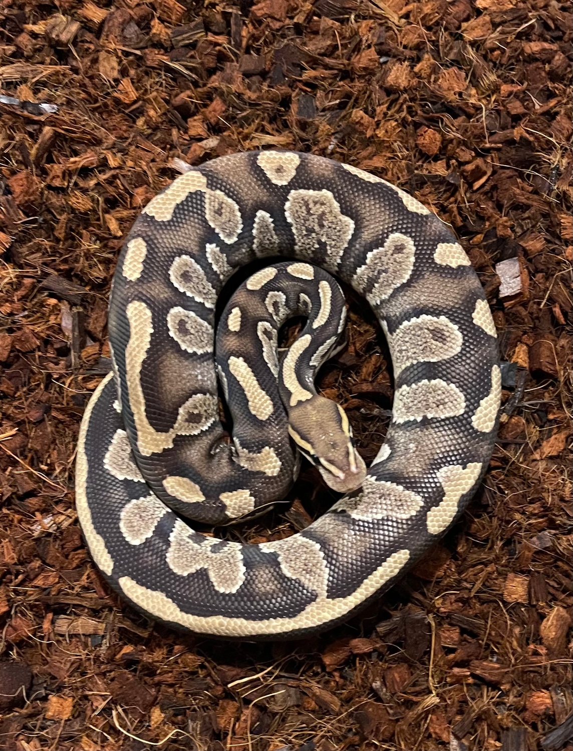 Shadow Fire Ball Python by TharinT Reptiles - MorphMarket