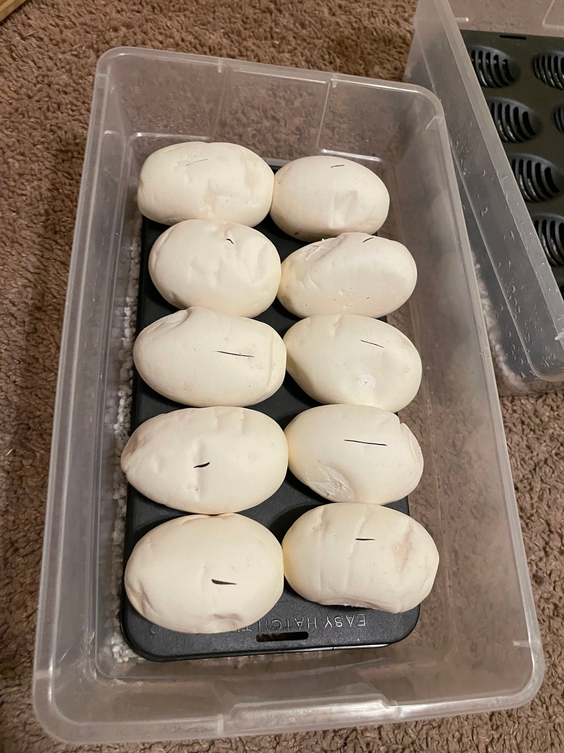 Ball Python Clutch: breeding-23-TALE by TharinT Reptiles - MorphMarket