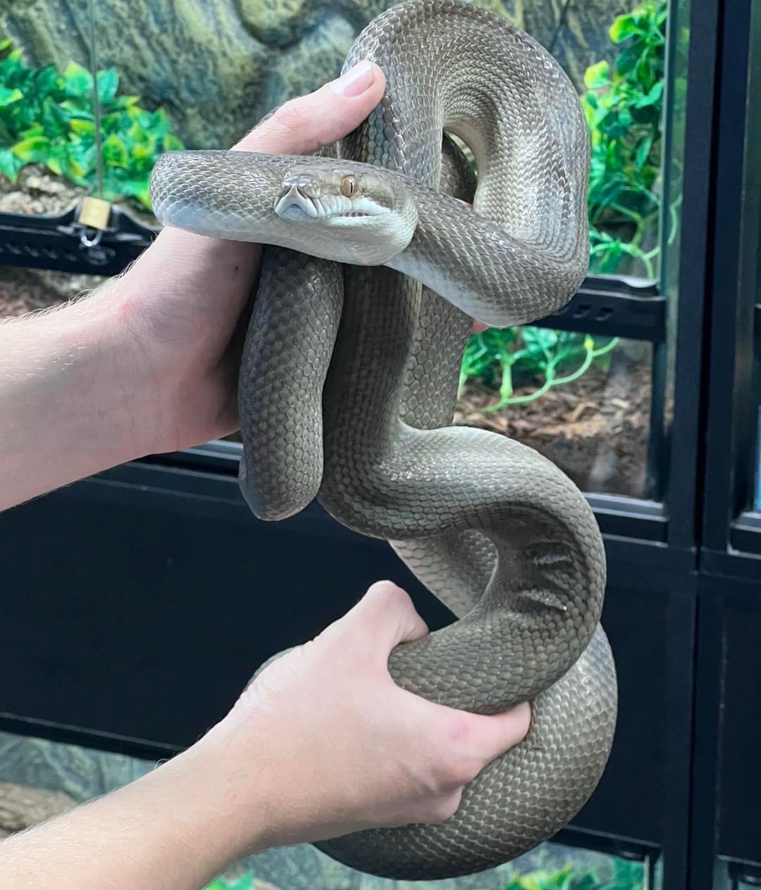 Patternless Axanthic Tanimbar Pair WC Scrub Python by Mansfield Aquatic ...