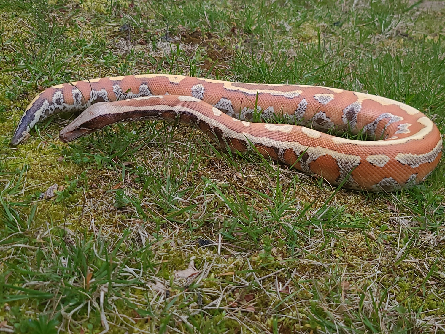 Matrix Possible Karma Blood Python by The Average Snake Keeper ...