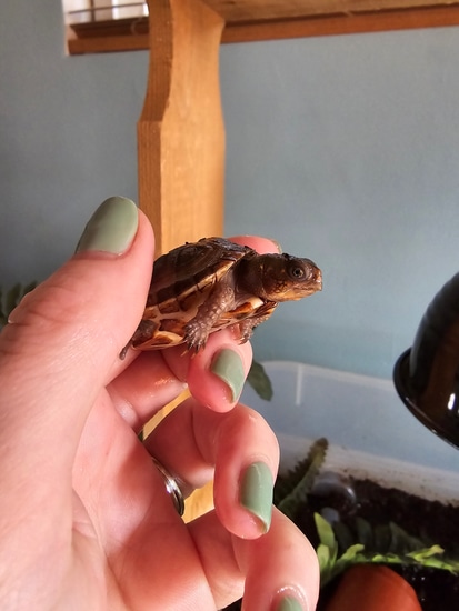 Cb Three Toed Box Turtle by The Box Turtle Lady