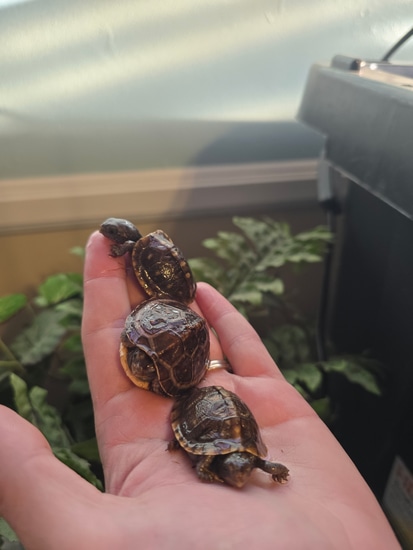 Cb Three Toed Box Turtles by The Box Turtle Lady