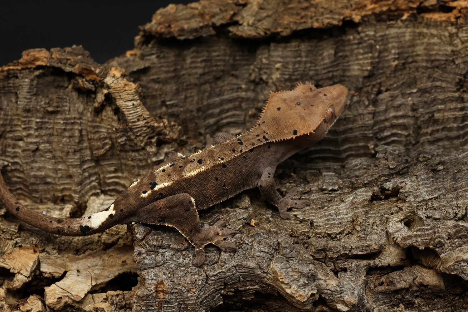 Super Dalmatian Cappuccino Holdback Release Crested Gecko by The Derpy