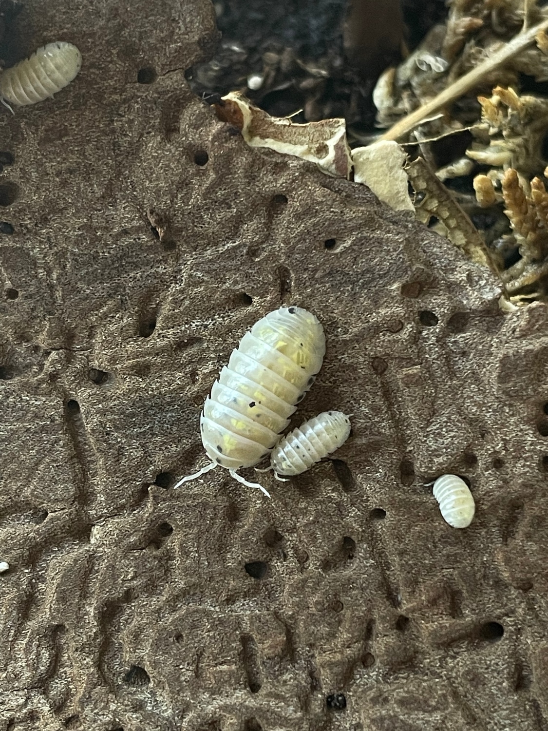 “Magic Potion” Armadillidium Vulgare 20ct. Isopod by Deck of Many ...