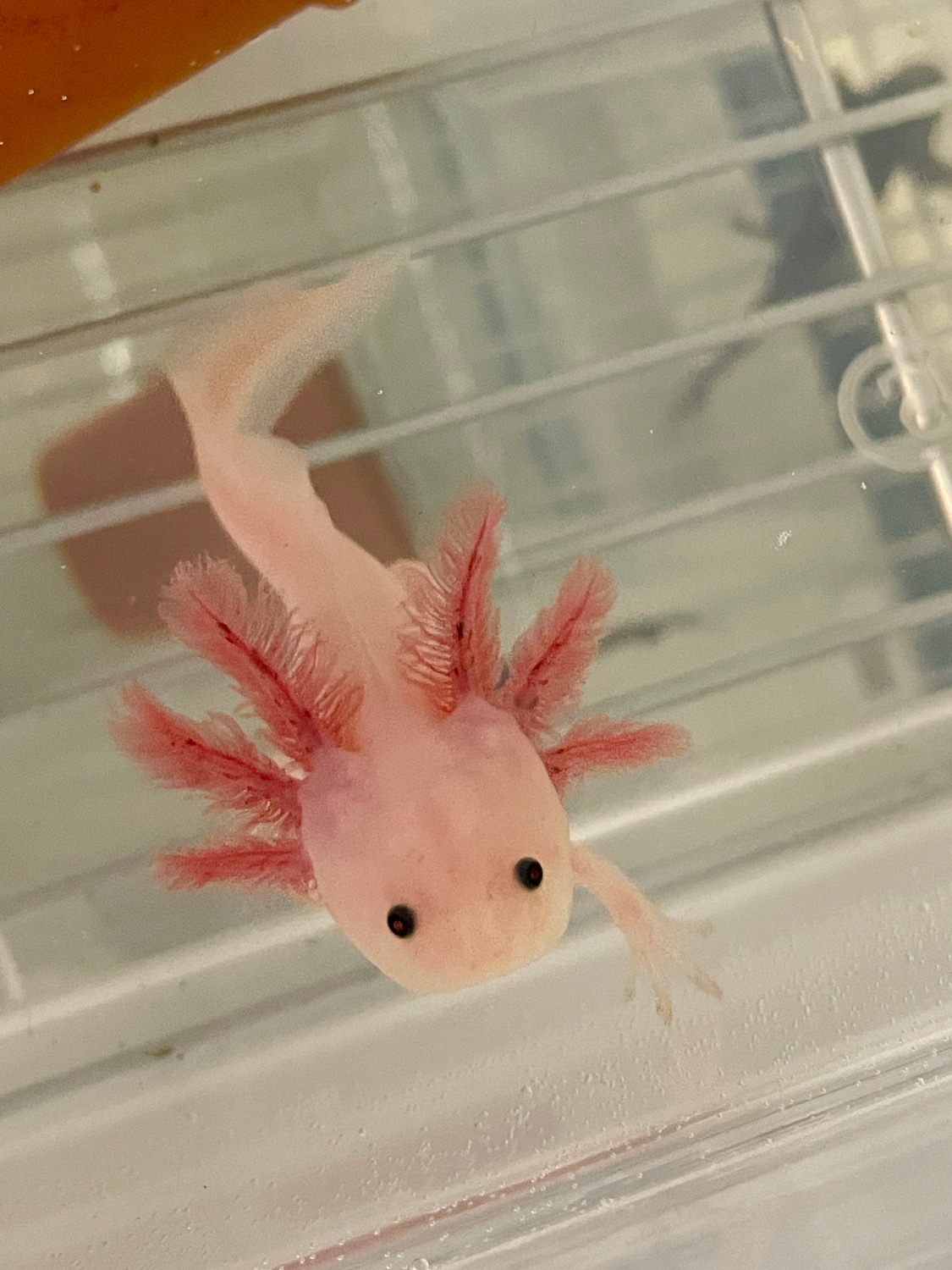 RLG Leucistic 67” Axolotl by The Lazy Lotl MorphMarket