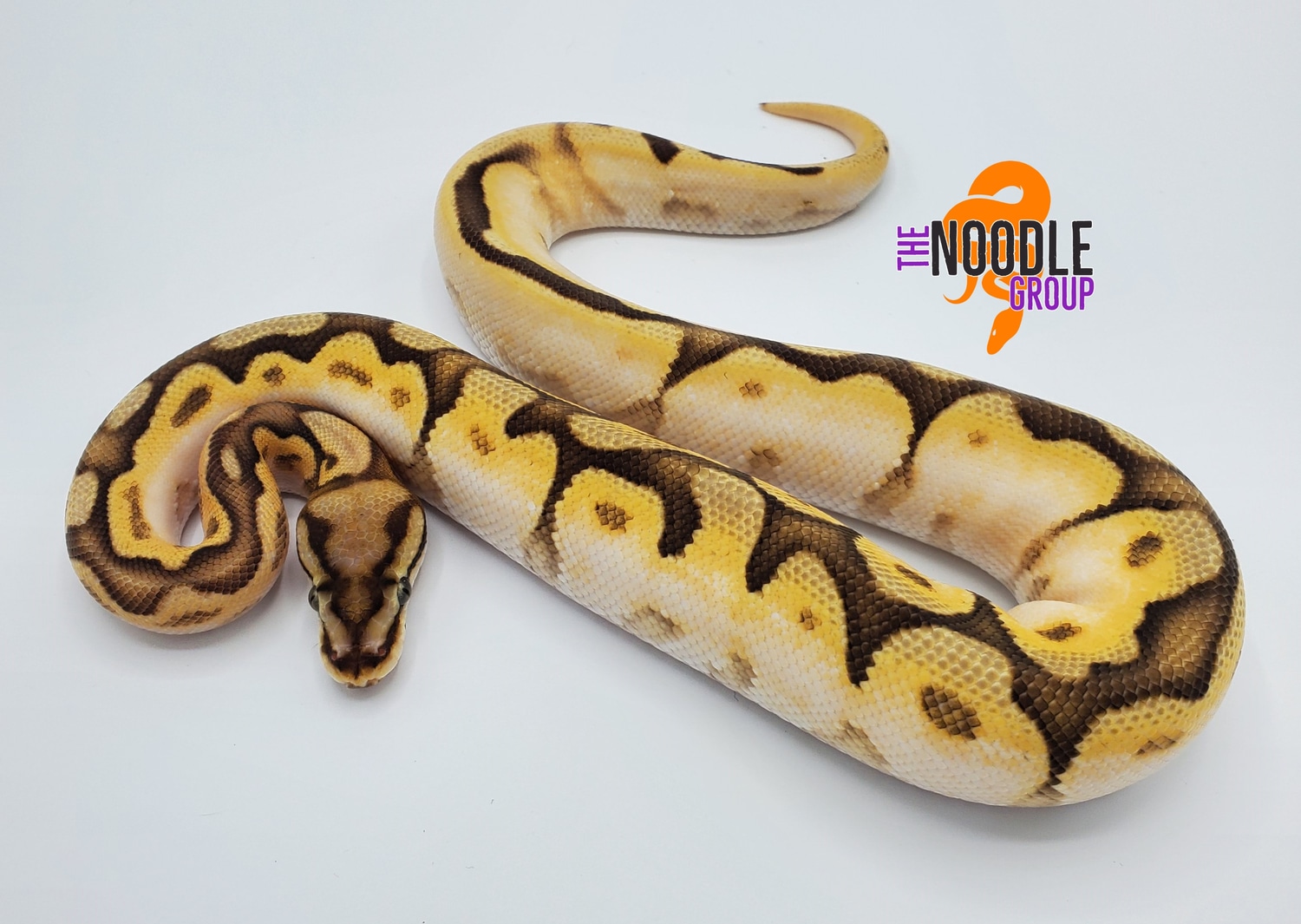 Lesser Calibee (Keira) Ball Python by The Noodle Group - MorphMarket