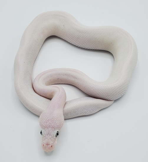 Blue Eyed Lucy Het Desert Ghost Ball Python by The Noodle Group