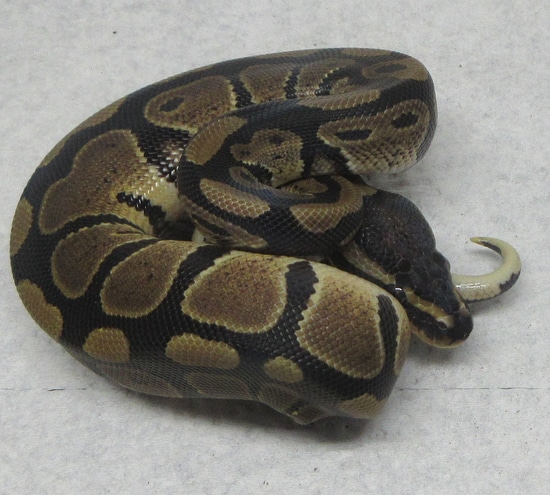 Normal 100% Dh Pied/VPI Axanthic Ball Python by 7Snakes